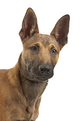 Image showing Belgian Shepherd Dog Malinois puppy