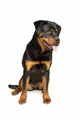 Image showing Rottweiler