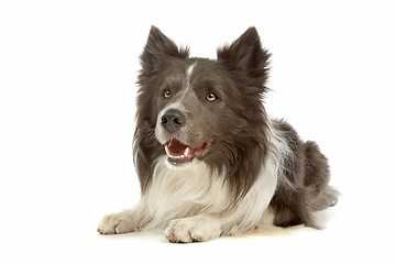 Image showing black and white border collie