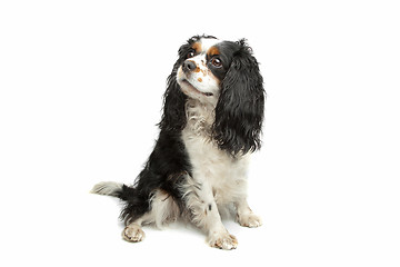 Image showing cavalier king charles