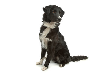 Image showing border collie sheepdog