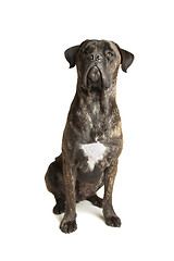 Image showing Cane Corso dog