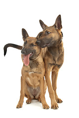 Image showing two Belgian Shepherd Dog (Malinois)puppies