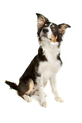 Image showing black and white border collie