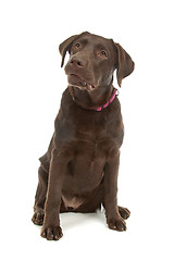 Image showing Chocolate Labrador Retriever