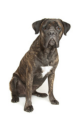 Image showing Cane Corso dog