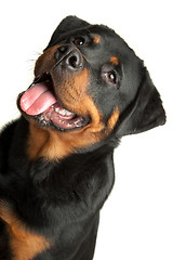 Image showing Rottweiler