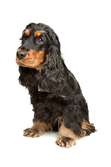 Image showing Black and Tan English Cocker Spaniel