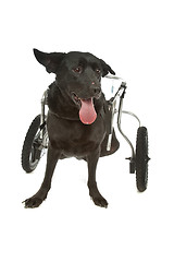 Image showing dog in a wheelchair