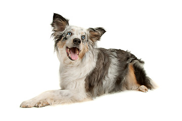 Image showing border collie sheepdog