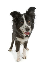 Image showing black and white border collie