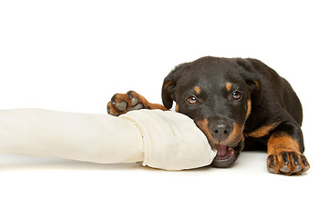 Image showing Rottweiler puppy with a huge white bone