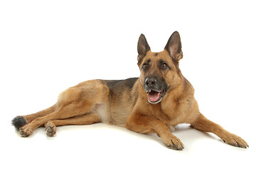 Image showing German Shepherd