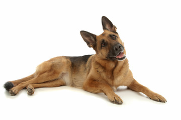 Image showing German Shepherd