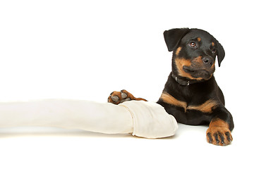 Image showing Rottweiler puppy with a huge white bone