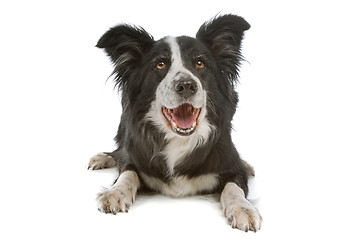 Image showing black and white border collie