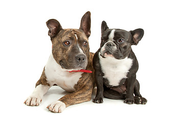 Image showing American Staffordshire Terrier and a French bulldog