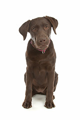 Image showing Chocolate Labrador Retriever