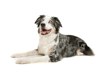 Image showing border collie sheepdog