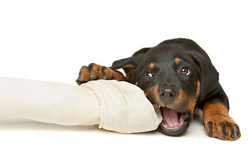 Image showing Rottweiler puppy with a huge white bone