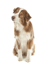 Image showing Australian Shepherd