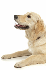 Image showing Golden Retriever