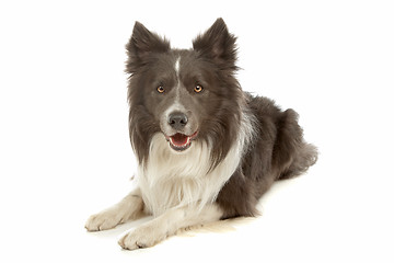 Image showing black and white border collie