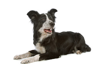 Image showing black and white border collie