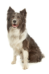 Image showing black and white border collie