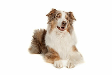 Image showing Australian Shepherd