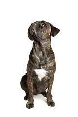Image showing Cane Corso dog