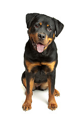 Image showing Rottweiler