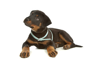 Image showing Rottweiler puppy