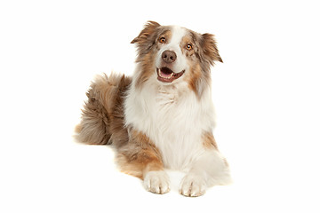 Image showing Australian Shepherd