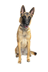 Image showing Belgian Shepherd Dog