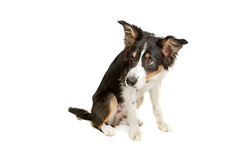 Image showing black and white border collie