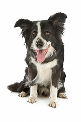 Image showing black and white border collie