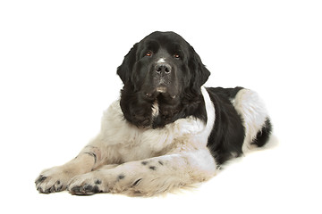 Image showing Landseer dog