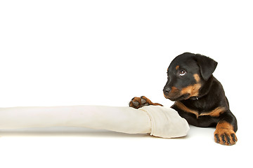 Image showing Rottweiler puppy with a huge white bone