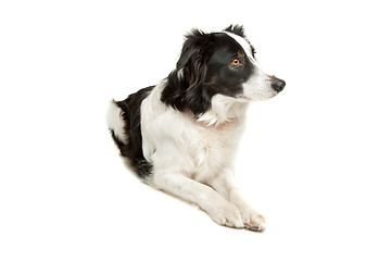 Image showing black and white border collie