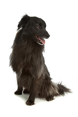 Image showing Pyrenean Shepherd or Pyrenees Sheepdog