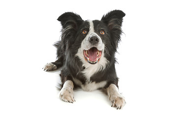 Image showing black and white border collie