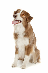 Image showing Australian Shepherd