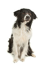 Image showing border collie sheepdog