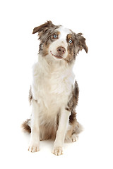 Image showing border collie sheepdog