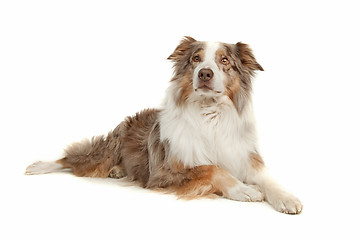 Image showing Australian Shepherd