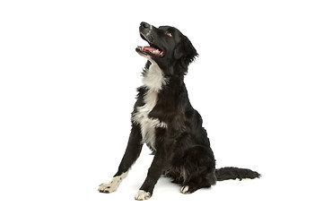 Image showing border collie sheepdog