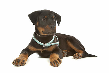 Image showing Rottweiler puppy