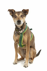 Image showing mixed breed dog