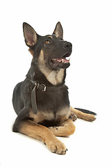 Image showing German Shepherd